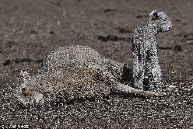 A baby lamb was caught crying for its mother who has died in the state-wide drought (pictured)