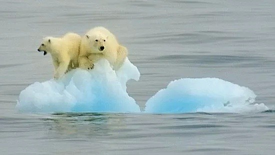 北极圈超30℃是真的吗？北极熊会灭绝？答案来了（组图） - 19