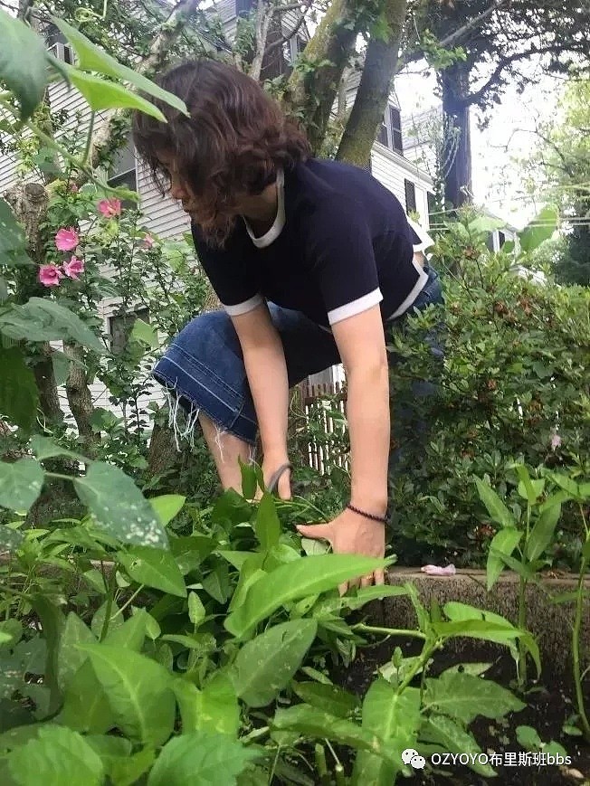 华人后院种菜被告上法庭！在澳洲也要更当心，否则后果可能很严重！（图） - 3