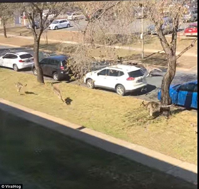 A series of kangaroos in suburban Canberra on the hunt for food and water due to the drought