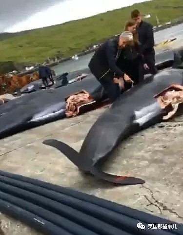 触目惊心！每年屠杀180多头鲸鱼，海水染红成一片！居民：不杀我们没饭吃...（组图） - 3