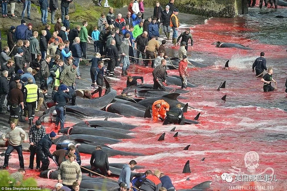 触目惊心！每年屠杀180多头鲸鱼，海水染红成一片！居民：不杀我们没饭吃...（组图） - 5