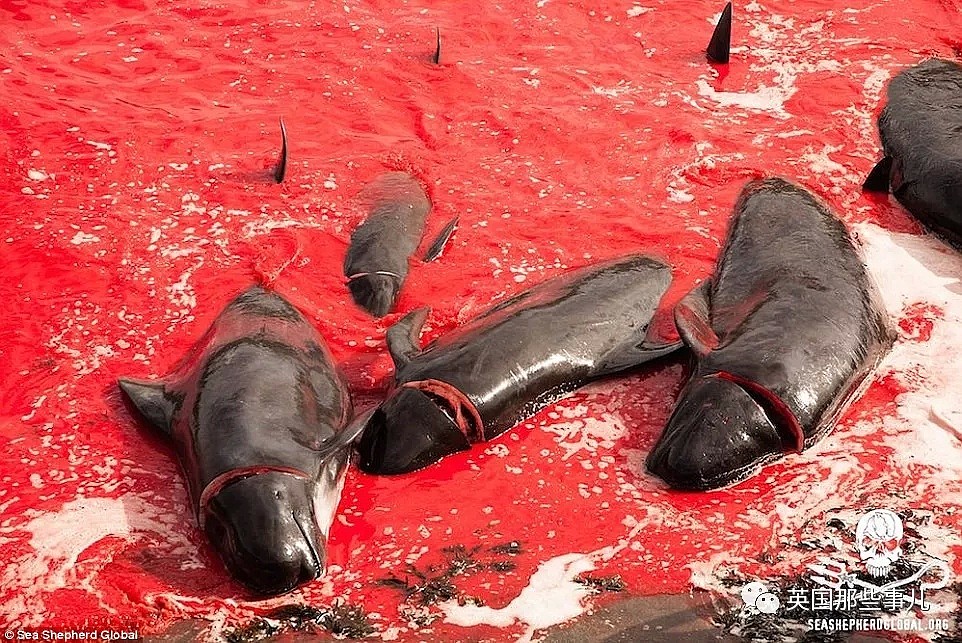 触目惊心！每年屠杀180多头鲸鱼，海水染红成一片！居民：不杀我们没饭吃...（组图） - 6