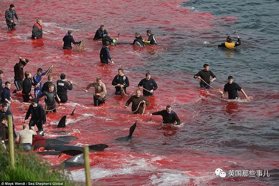 触目惊心！每年屠杀180多头鲸鱼，海水染红成一片！居民：不杀我们没饭吃...（组图） - 7