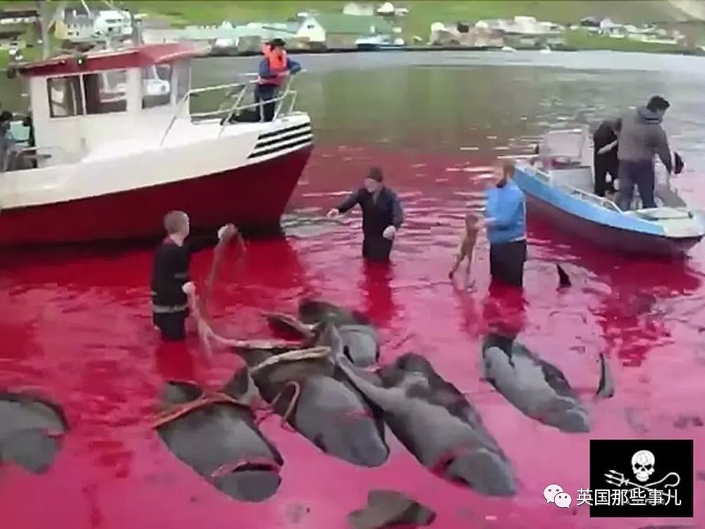 触目惊心！每年屠杀180多头鲸鱼，海水染红成一片！居民：不杀我们没饭吃...（组图） - 8