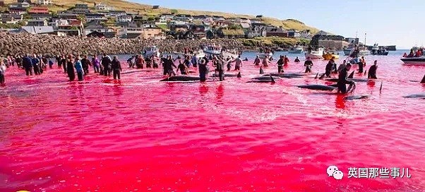 触目惊心！每年屠杀180多头鲸鱼，海水染红成一片！居民：不杀我们没饭吃...（组图） - 9