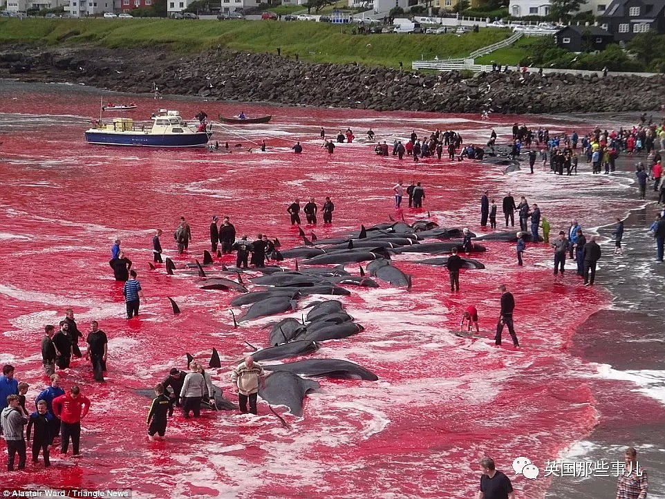 触目惊心！每年屠杀180多头鲸鱼，海水染红成一片！居民：不杀我们没饭吃...（组图） - 10
