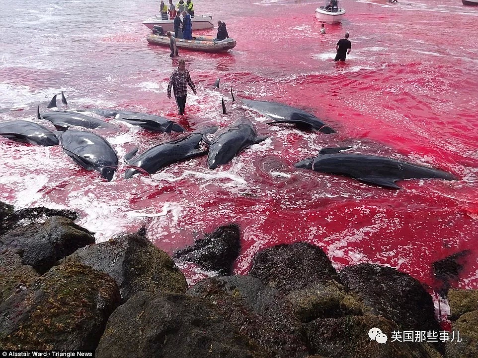 触目惊心！每年屠杀180多头鲸鱼，海水染红成一片！居民：不杀我们没饭吃...（组图） - 12