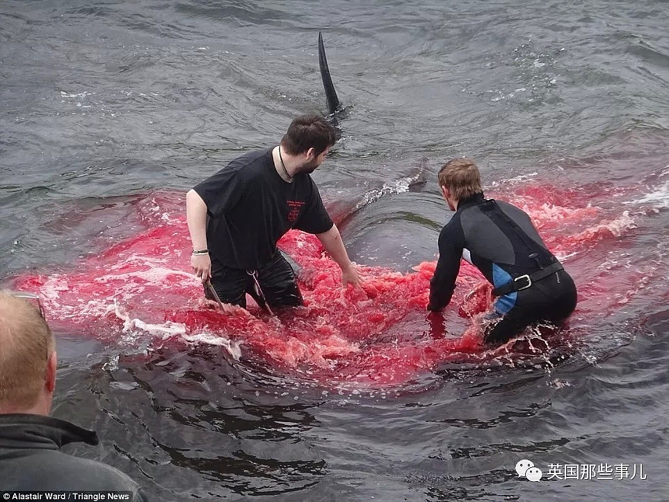 触目惊心！每年屠杀180多头鲸鱼，海水染红成一片！居民：不杀我们没饭吃...（组图） - 16