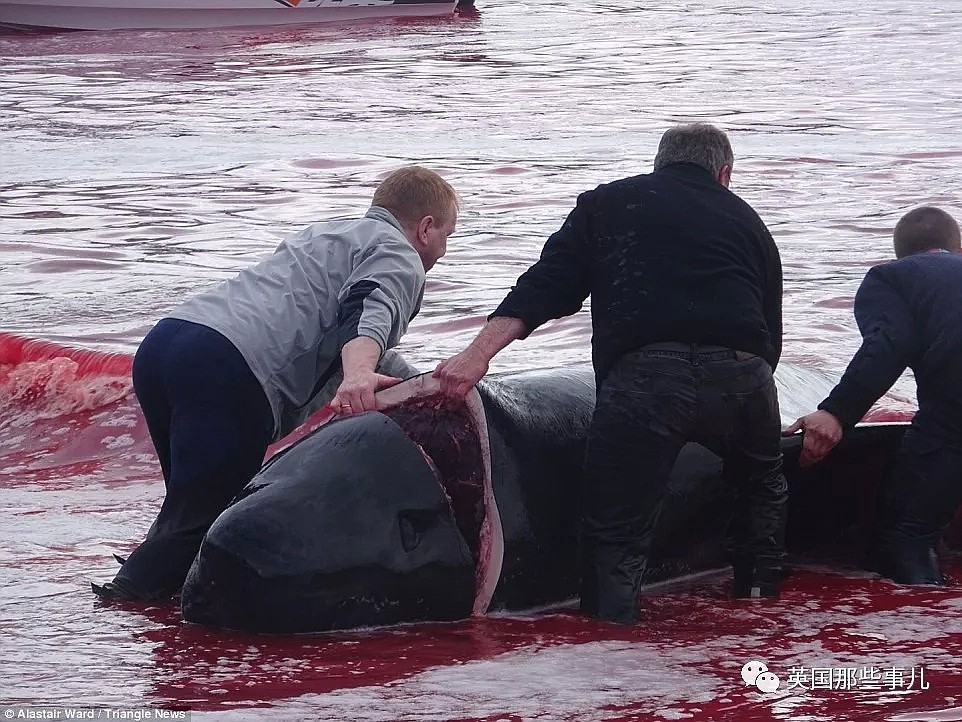 触目惊心！每年屠杀180多头鲸鱼，海水染红成一片！居民：不杀我们没饭吃...（组图） - 17