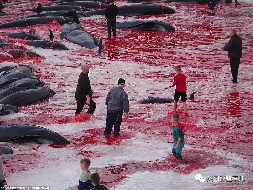 触目惊心！每年屠杀180多头鲸鱼，海水染红成一片！居民：不杀我们没饭吃...（组图） - 18