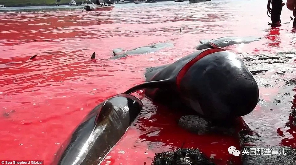 触目惊心！每年屠杀180多头鲸鱼，海水染红成一片！居民：不杀我们没饭吃...（组图） - 20