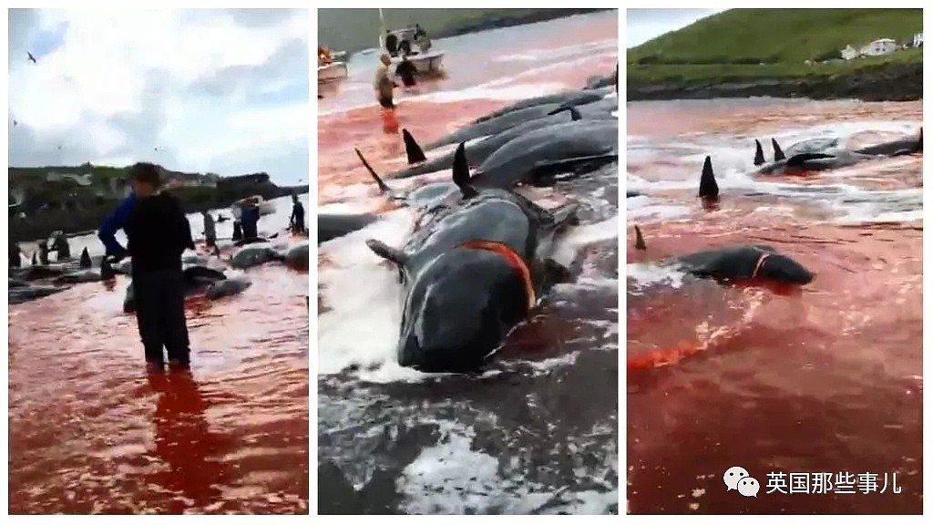 触目惊心！每年屠杀180多头鲸鱼，海水染红成一片！居民：不杀我们没饭吃...（组图） - 21