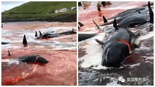 触目惊心！每年屠杀180多头鲸鱼，海水染红成一片！居民：不杀我们没饭吃...（组图） - 22