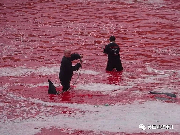 触目惊心！每年屠杀180多头鲸鱼，海水染红成一片！居民：不杀我们没饭吃...（组图） - 24