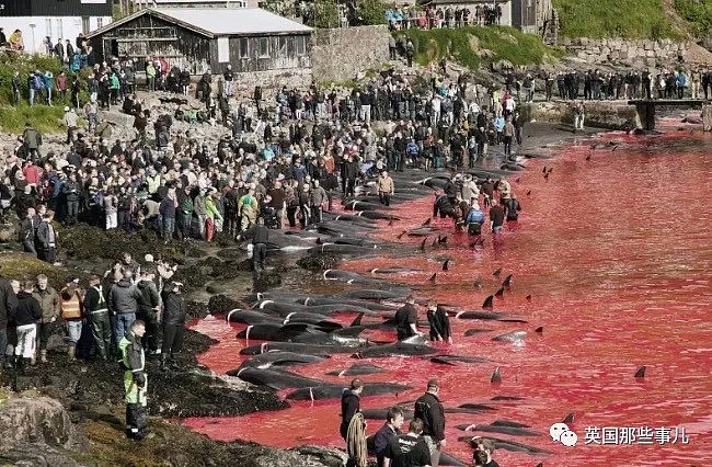触目惊心！每年屠杀180多头鲸鱼，海水染红成一片！居民：不杀我们没饭吃...（组图） - 25