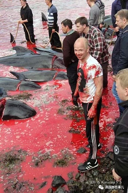 触目惊心！每年屠杀180多头鲸鱼，海水染红成一片！居民：不杀我们没饭吃...（组图） - 26