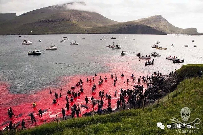 触目惊心！每年屠杀180多头鲸鱼，海水染红成一片！居民：不杀我们没饭吃...（组图） - 30