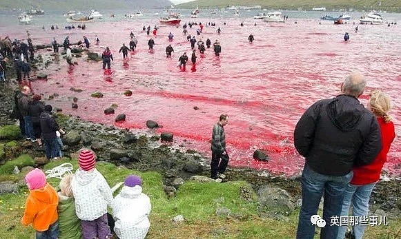 触目惊心！每年屠杀180多头鲸鱼，海水染红成一片！居民：不杀我们没饭吃...（组图） - 31