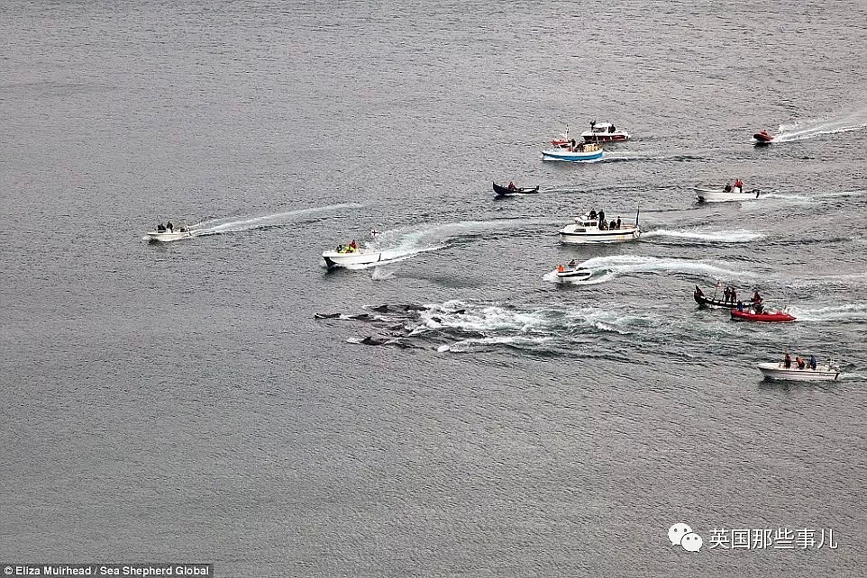 触目惊心！每年屠杀180多头鲸鱼，海水染红成一片！居民：不杀我们没饭吃...（组图） - 33