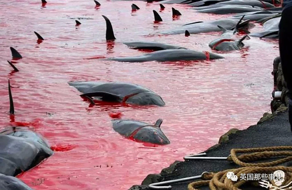 触目惊心！每年屠杀180多头鲸鱼，海水染红成一片！居民：不杀我们没饭吃...（组图） - 36