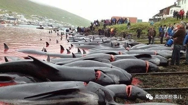 触目惊心！每年屠杀180多头鲸鱼，海水染红成一片！居民：不杀我们没饭吃...（组图） - 37