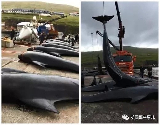 触目惊心！每年屠杀180多头鲸鱼，海水染红成一片！居民：不杀我们没饭吃...（组图） - 49