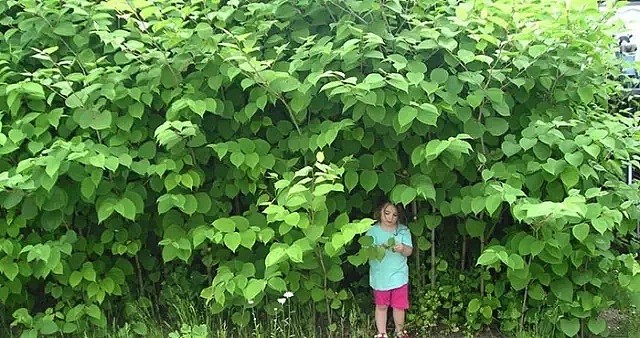 震惊！加拿大家中后院长出这种草：逼人自杀，你的房子暴跌80%也卖不出去！（组图） - 8