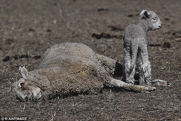 Help is coming: Financial aid will be increased to $1.8 billion prime minister Malcolm Turnbull said as farmers across New South Wales endure the driest conditions in half a century