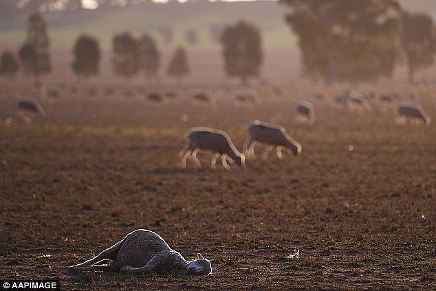 Devastating:Â While droughts are not uncommon in Australia, the length and severity of the dry conditions have depleted farmers' food stocks