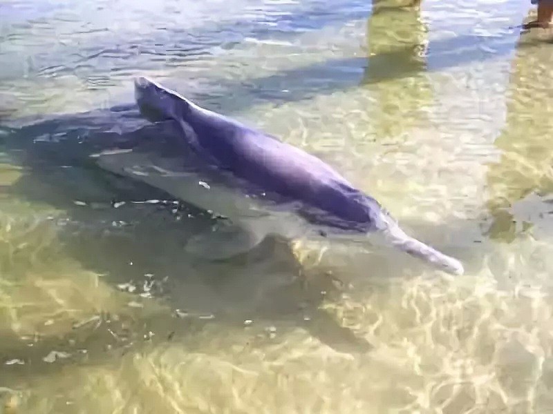 60年前，澳洲这个小镇的居民救助了一只驼海豚，从这之后，这里每天都有神奇的事情发生... - 8