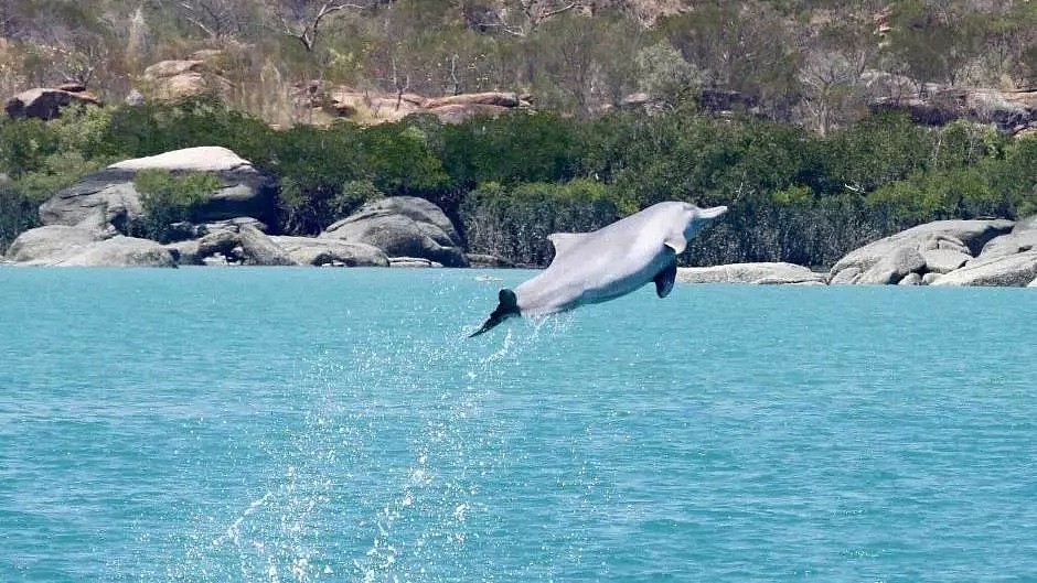 60年前，澳洲这个小镇的居民救助了一只驼海豚，从这之后，这里每天都有神奇的事情发生... - 11
