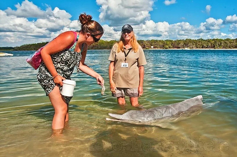 60年前，澳洲这个小镇的居民救助了一只驼海豚，从这之后，这里每天都有神奇的事情发生... - 25