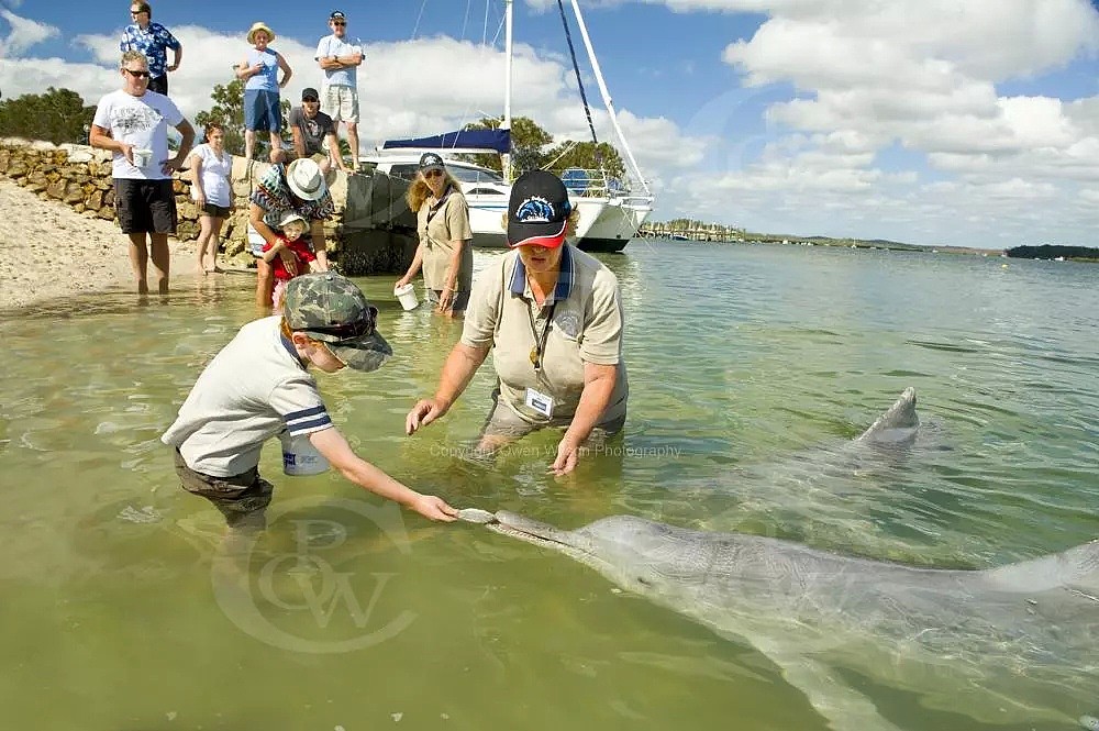 60年前，澳洲这个小镇的居民救助了一只驼海豚，从这之后，这里每天都有神奇的事情发生... - 30