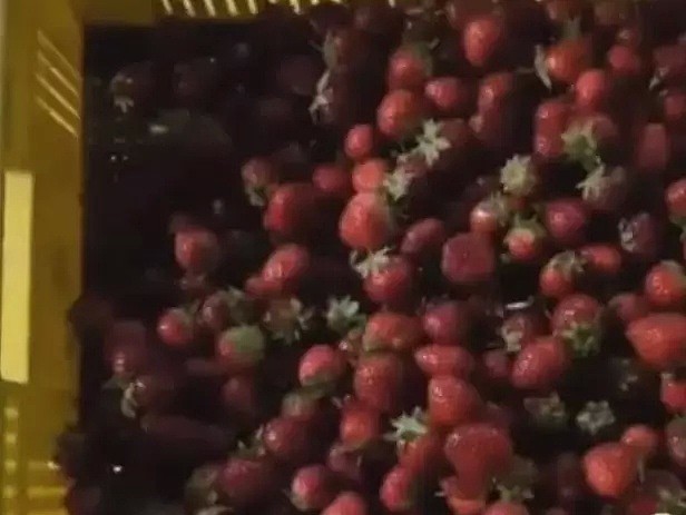 草莓现史上最低价！爱吃草莓的澳人今年有福了，因产量过剩多得卖不掉！（组图） - 9