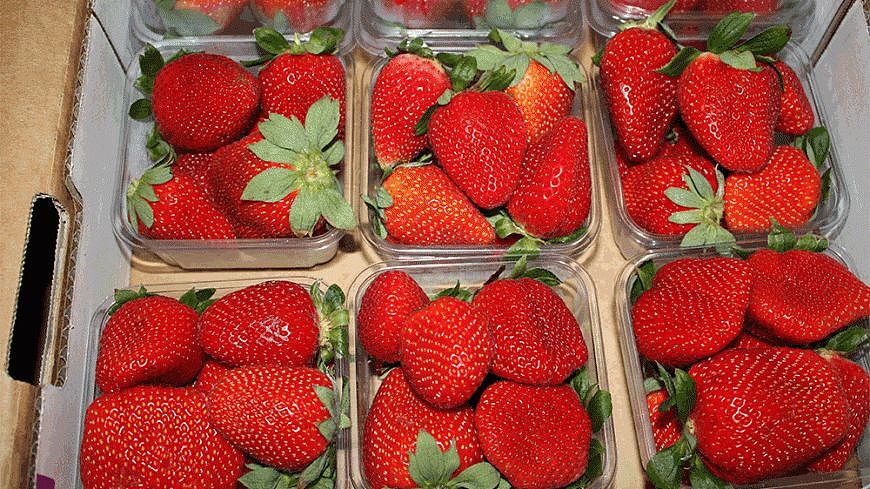 草莓现史上最低价！爱吃草莓的澳人今年有福了，因产量过剩多得卖不掉！（组图） - 11