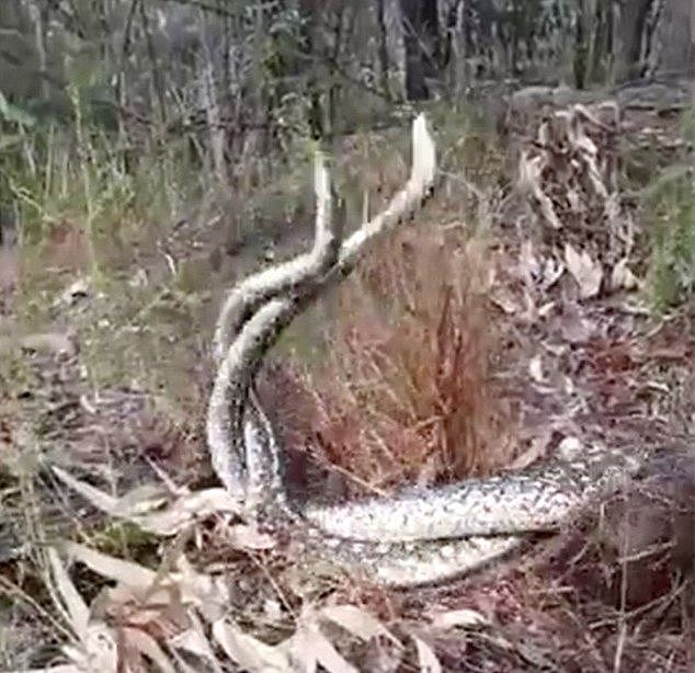 土澳2条蟒蛇搞笑“尬舞”！捕蛇人：“不是在交配，它们是在决斗”（视频/组图） - 3