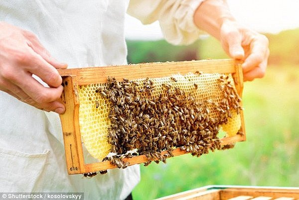 注意！全澳多家超市被指售“假蜂蜜”！Woolies、Coles和Aldi均涉其中！货源或来自中国（组图） - 2