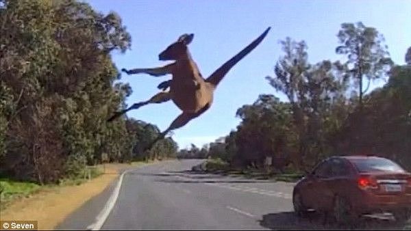 不得了！澳洲袋鼠竟偷学中国功夫！一招“凌波微步”把司机看呆（组图/视频） - 3