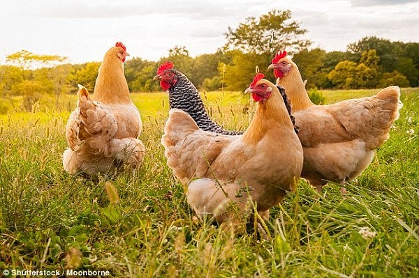 澳女养了20只鸡，有一天，她发现了一枚奇异的鸡蛋！专家：出现概率仅十亿分之一！（组图） - 2