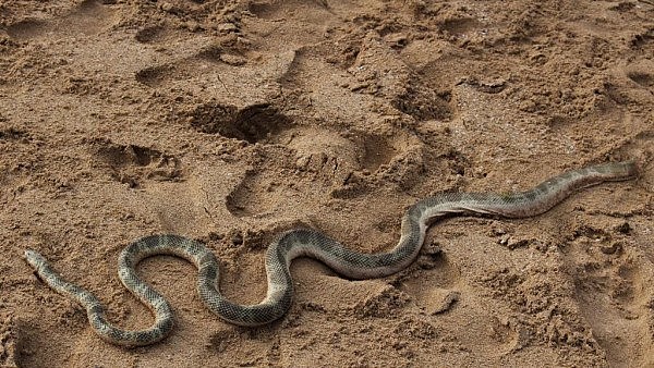 Manly海滩惊现剧毒印澳海蛇！被冲上海滩后引众人围观（图） - 2