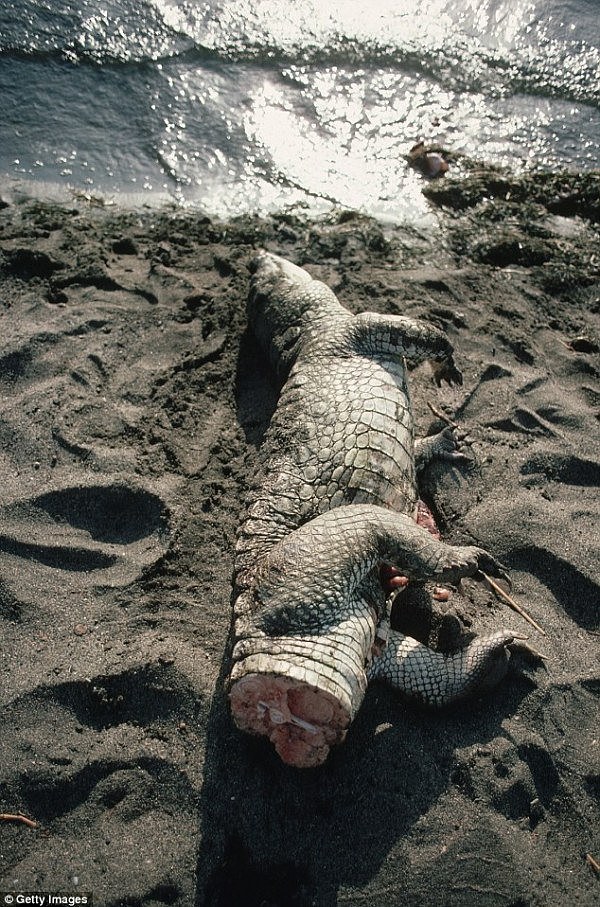 518CA99700000578-6305285-A_decapitated_crocodile_left_discarded_by_hunters_three_have_bee-a-5_1540262268329.jpg,0