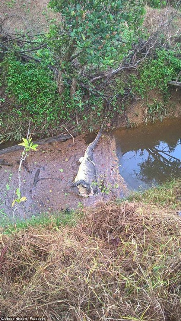 518C8E7200000578-6305285-A_decapitated_crocodile_was_recently_discovered_in_Far_North_Que-a-1_1540259108863.jpg,0