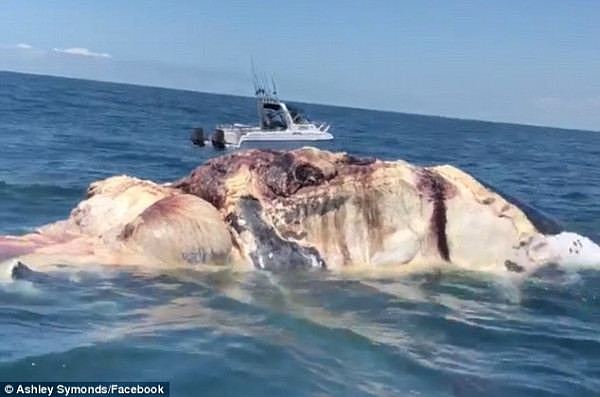 519CEF5200000578-6314309-The_gruesome_discovery_pictured_was_made_by_fishermen_on_Wednesd-a-45_1540438105856.jpg,0