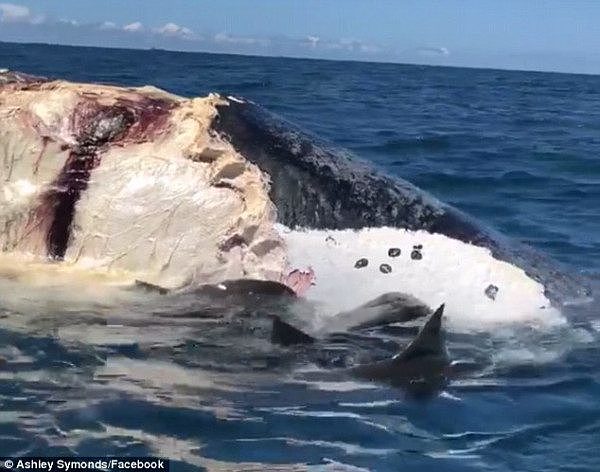 519CF5E600000578-6314309-Sharks_can_be_seen_feasting_on_the_large_whale_carcass_off_the_S-a-44_1540438105110.jpg,0