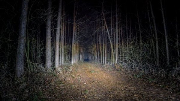 forest-walk-night-pine-74418-696x391.jpeg,0