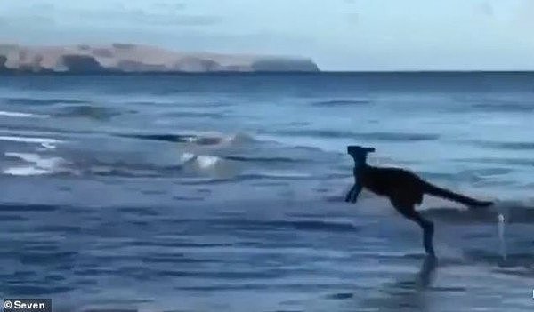 超享受！袋鼠下海戏水大秀冲浪技巧（组图/视频） - 2