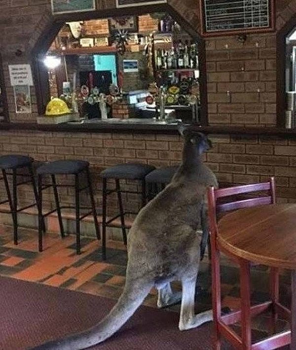 6149974-6386515-A_kangaroo_was_a_bit_early_for_happy_hour_he_was_seen_waiting_at-a-6_1542156256989.jpg,0
