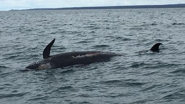澳洲海滩惊现多头领航鲸“集体自杀”！多数已经死亡！幸存鲸鱼或被安乐死 - 1