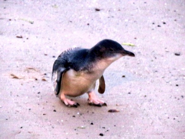 文明赏“鹅”！维州公园协会将加强企鹅观赏教育 - 4